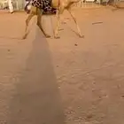 للبيع ركبي طايع شرط سنه لقي