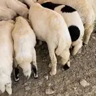 بهم