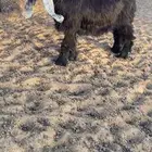 جفره عارضيه طيبه