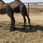 حشو مفاريد