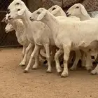 6 من الغنم صنف الصنف تحتها 6 ذبايح ودفيع