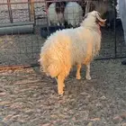خروف نعيمي