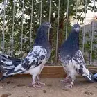 للبيع جوزين رام