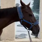 فرس قفز