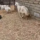 ضان للبيع