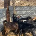 تيوس جبرة فل شحم ولحم واكله نضيف ومن حلالي