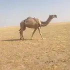 ضروبه