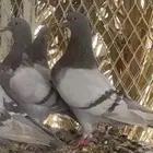 لي يابي حمام سلفر وفيه فرنسي بياض صغار في العمر