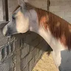 مهر شووو مستقبل فحل مربط
