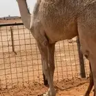 قعدان 2 طايشه