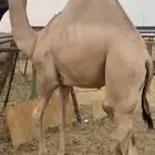 قعود للبيع مغلق يصلح زواج ولامبدا