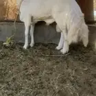 فحل حرش جذع
