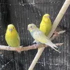 جوز بادجي منتج