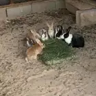 ارنب العدد 8