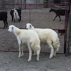 طليان جبره شحم واطراف تم البيع تم البيع