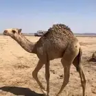 قعود سمين