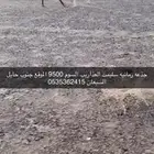 بكره جذعه ضروبه