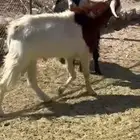 تيس هولندي ولد عارضيه رباع