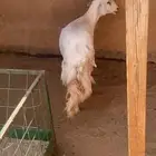 حريه تامه