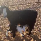 عنزين معهن تيسين اخر سومه يربح