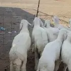 بهم فاخر شعره وطرف مراح واحد