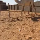 للبيع قعود لقي جده فاهيان الفصام فردي