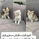 كيتن سكوتش