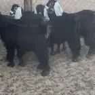 9عنقان سمان ونظيفه شرط من مراحي عمارها من أربعه شهور خ