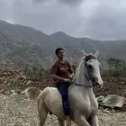 حصان للبيع