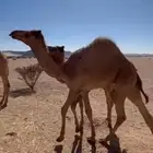 قعودين فل الفل والصور ظالمتها جدا