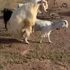 تيس سدس للبيع يقرع شرط والصحه سليم سومه 1350