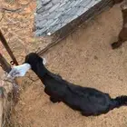 للبيع الموقع الشملي