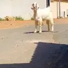 بسم الله ماشاء الله تيس مصري بيور