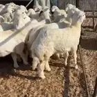 للبيع رخال حريات