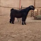فحل سديس مشروط ( تم البيع)