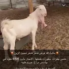 جفرات مطورات فواخر منوه للي بياسس مراح