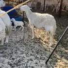 غنم حريات صنف طيبه