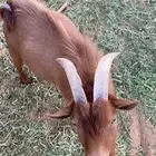 تيوس قزميه