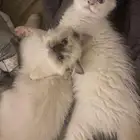 قطتين للبيع