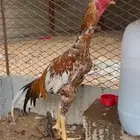 ذكور سندي للبيع