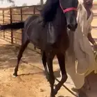 حصان ادهم فاخر
