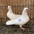 حمام جلستر قلاب