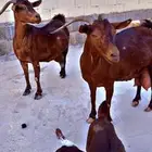 تم اللبيع   غنم دهم جروم منتوجه وثانيه دافع واصله