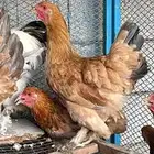 دجاج براهما منتج شرط