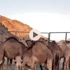 للبيع 15 قعدان فيهن بكرتين نظاف طيبات سمان
