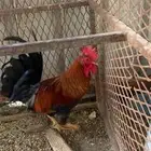 ديك عربي ترثه ( تم البيع )