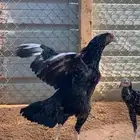 دجاجه سندي بيور
