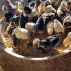 للبيع صيصان فيومي ذهبي وشبابي