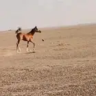 للبيع خيل مهر عربي