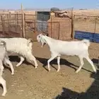 معزا مشاريك طيبه